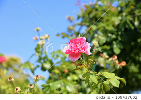 バラの花　パレード 109437602