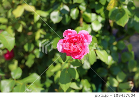 バラの花 パレード バラの花 パレード 109437604