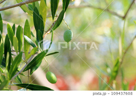 爽やかオリーブの実 109437608