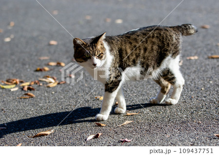 歩く猫 歩く猫 109437751