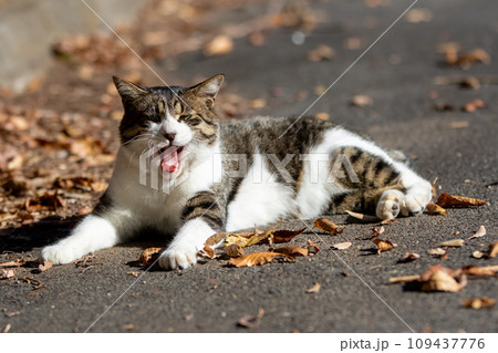 あくびする猫 あくびする猫 109437776