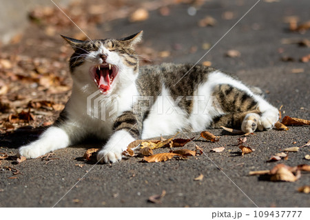 大あくびする猫 大あくびする猫 109437777