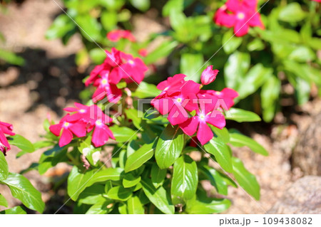 インパチェンスの花 109438082