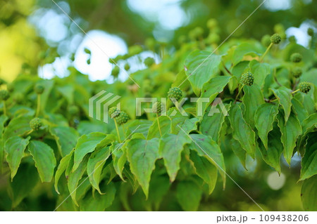 ヤマボウシの実 109438206