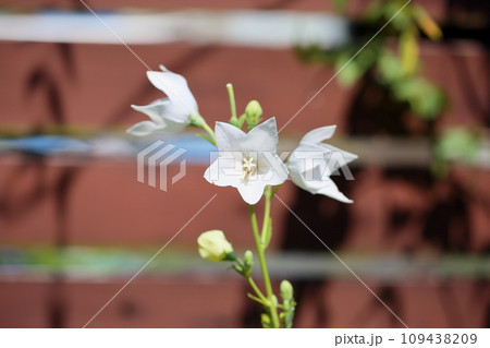 白色キキョウの花 109438209