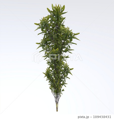 fern isolated on white background fern isolated on white background 109438431