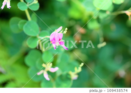 ハギの花 109438574