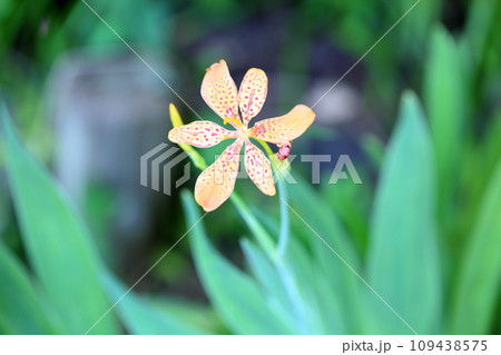 ヒオウギの花 109438575