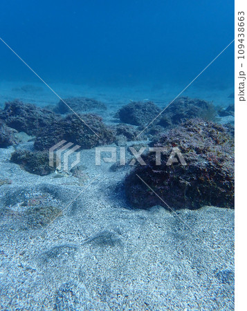 海底の砂地 109438663