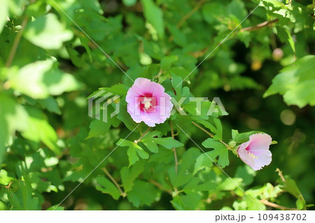 ムクゲの花 ムクゲの花 109438702