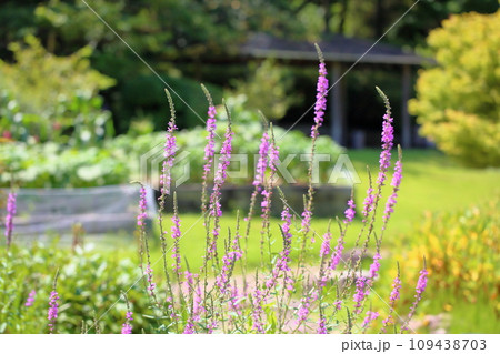 ミソハギの花 ミソハギの花 109438703