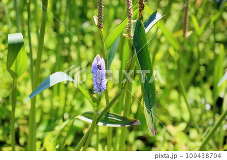 ポンテデリアの花 109438704