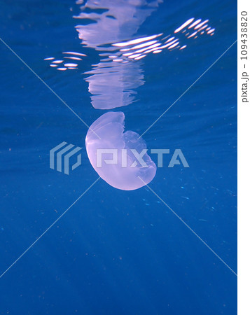 クラゲと水面 109438820