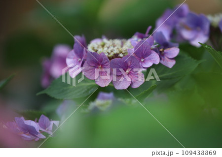 紫陽花 紫陽花 109438869