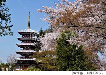 松戸市の本土寺は春真っ盛りを見渡す桜の名所の森です。 松戸市の本土寺は春真っ盛りを見渡す桜の名所の森です。 109438977