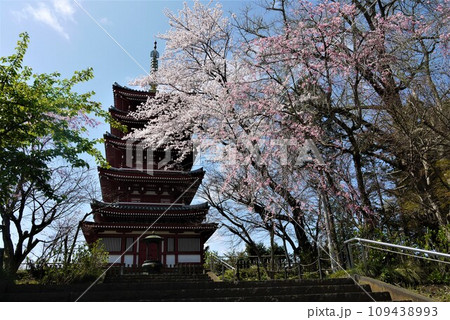松戸市の本土寺は春真っ盛りを見渡す桜の名所の森です。 109438993