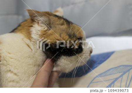 三毛猫を触って嫌がられる 三毛猫を触って嫌がられる 109439073