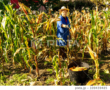 woman picking corn cobs in a basket woman picking corn cobs in a basket 109439485