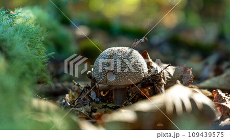 amanita ceciliae in an early state 109439575