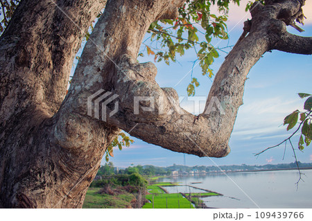 trees whose branches resemble human hands against the background of rice fields trees whose branches resemble human hands against the background of rice fields 109439766