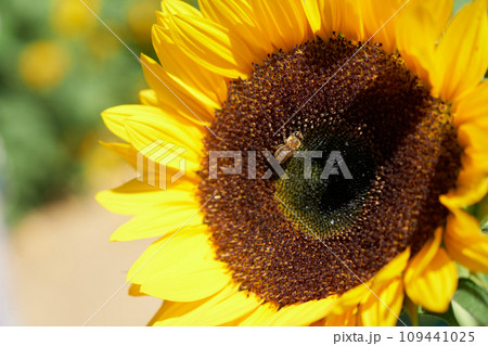ヒマワリの蜜を集めるミツバチ 109441025