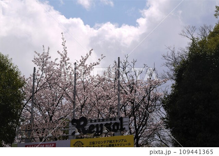 柏レイソルのホームグランド、日立台公園の桜。 柏レイソルのホームグランド、日立台公園の桜。 109441365