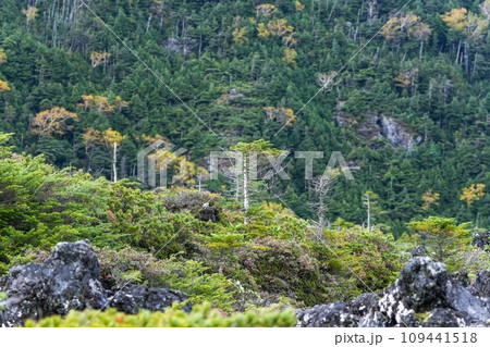 青空バックに北八ヶ岳、坪庭で見た溶岩と針葉樹のコラボ情景 109441518