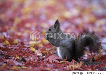 落ち葉の中で食事中のエゾリス 109441770