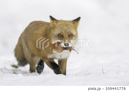 雪の中を歩くキタキツネ 109441776