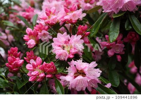 古知谷阿弥陀寺の石楠花 古知谷阿弥陀寺の石楠花 109441896
