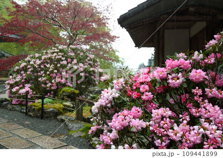 古知谷阿弥陀寺の石楠花 古知谷阿弥陀寺の石楠花 109441899