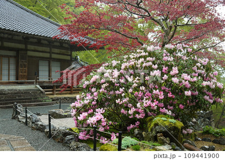 古知谷阿弥陀寺の石楠花 古知谷阿弥陀寺の石楠花 109441900