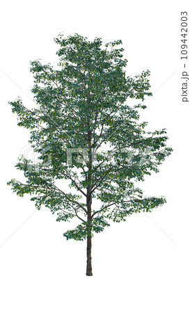 Isolated tree on a transparent background. Single tree isolated on a white background. Isolated tree on a transparent background. Single tree isolated on a white background. 109442003