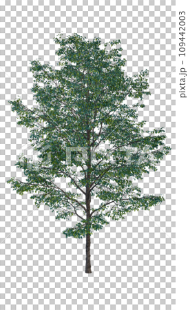Isolated tree on a transparent background. Single tree isolated on a white background. Isolated tree on a transparent background. Single tree isolated on a white background. 109442003
