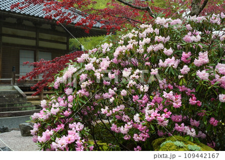 古知谷阿弥陀寺の石楠花 古知谷阿弥陀寺の石楠花 109442167