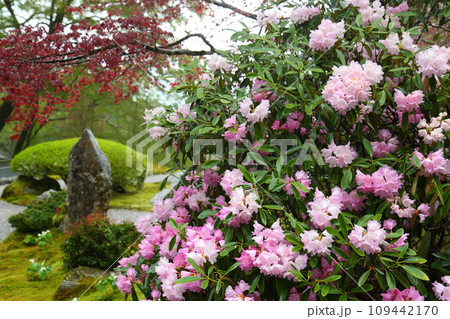 古知谷阿弥陀寺の石楠花 古知谷阿弥陀寺の石楠花 109442170