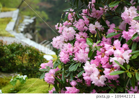 古知谷阿弥陀寺の石楠花 109442171