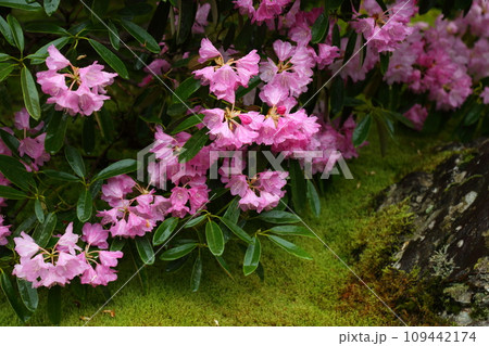 古知谷阿弥陀寺の石楠花 古知谷阿弥陀寺の石楠花 109442174
