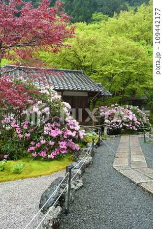 古知谷阿弥陀寺の石楠花 109442177