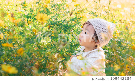 黄色いコスモスに囲まれ遊ぶ乳幼児 109442184