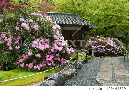 古知谷阿弥陀寺の石楠花 古知谷阿弥陀寺の石楠花 109442239