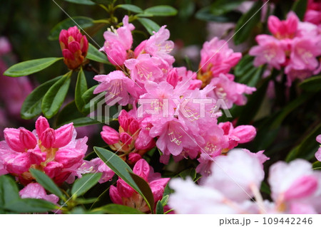 古知谷阿弥陀寺の石楠花 古知谷阿弥陀寺の石楠花 109442246