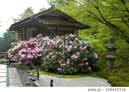 古知谷阿弥陀寺の石楠花 古知谷阿弥陀寺の石楠花 109442316