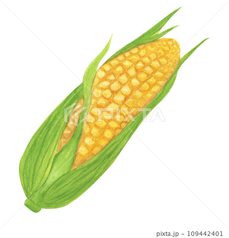 Yellow ripe corn on cob with leafs. Painting fresh vegetable, maize, zea. Hand drawn watercolor illustration isolated background. For Thanksgiving, Kwanzaa, Harvest Day Yellow ripe corn on cob with leafs. Painting fresh vegetable, maize, zea. Hand drawn watercolor illustration isolated background. For Thanksgiving, Kwanzaa, Harvest Day 109442401
