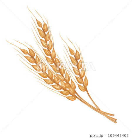 Wheat oats rye spike spikelets, cereal product. Agricultural botanical clipart. Hand drawn watercolor illustration isolated background. For Thanksgiving, Kwanzaa, Harvest Day, bakery 109442402