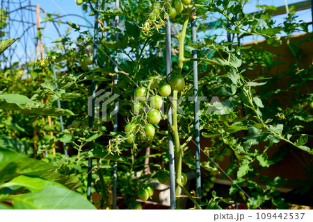 野菜が元気に成長中の家庭菜園 トマトが鈴なり 野菜が元気に成長中の家庭菜園 トマトが鈴なり 109442537
