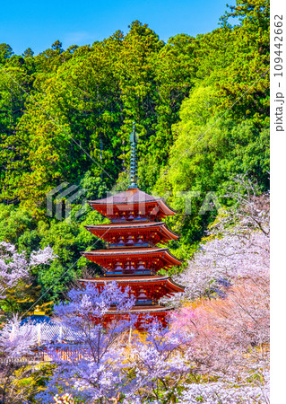 満開の桜と長谷寺の五重塔 109442662