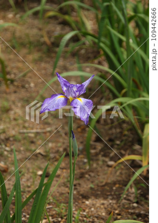 ハナショウブ 鏡台山② ハナショウブ 鏡台山② 109442666