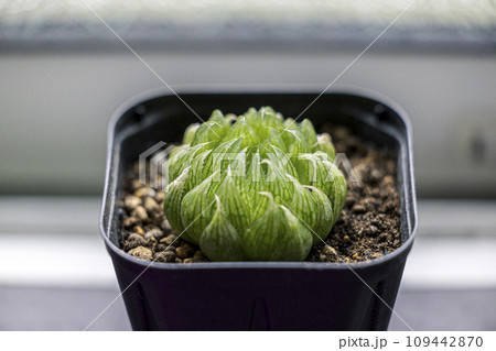 ハオルチア　エメラルドLED 109442870