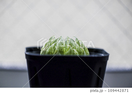 鉢植えのある観葉植物　ハオルチア　エメラルドLED 109442871